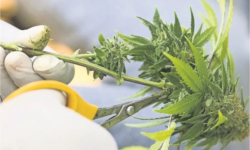 EU reclasifica la marihuana a categoría menos restrictiva; facilita acceso al cannabis para uso medicinal