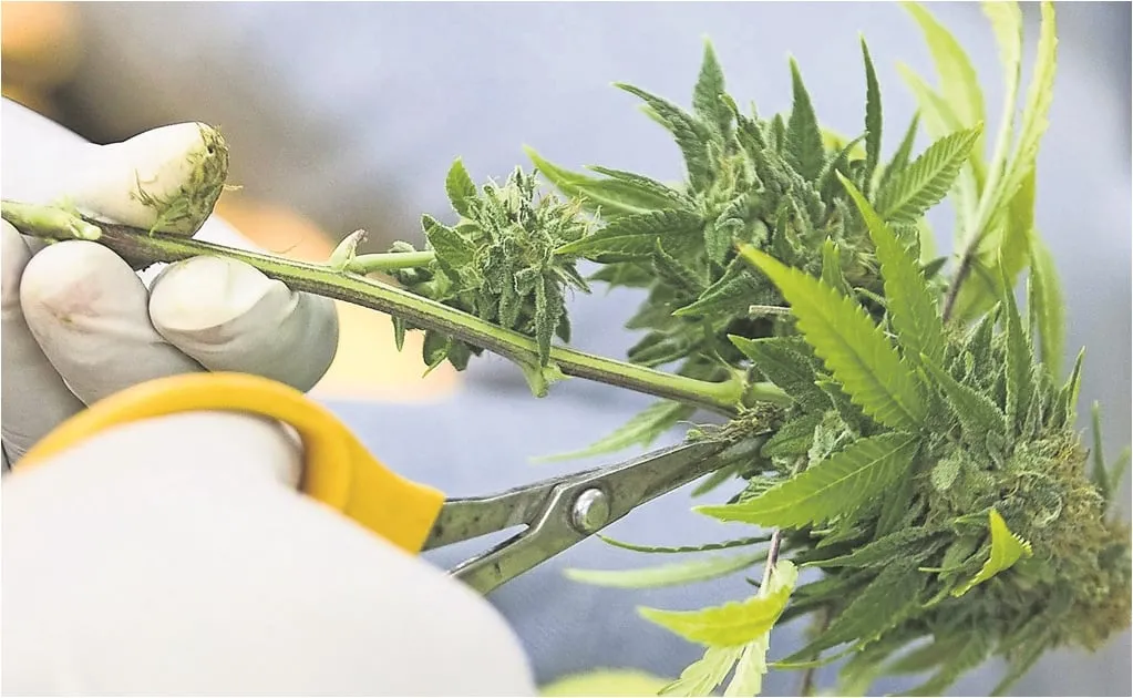 EU reclasifica la marihuana a categoría menos restrictiva; facilita acceso al cannabis para uso medicinal