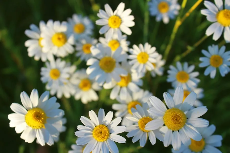 La flor de la manzanilla tiene propiedades antiinflamatorias, antioxidantes y antibacterianas. Foto: Unsplash