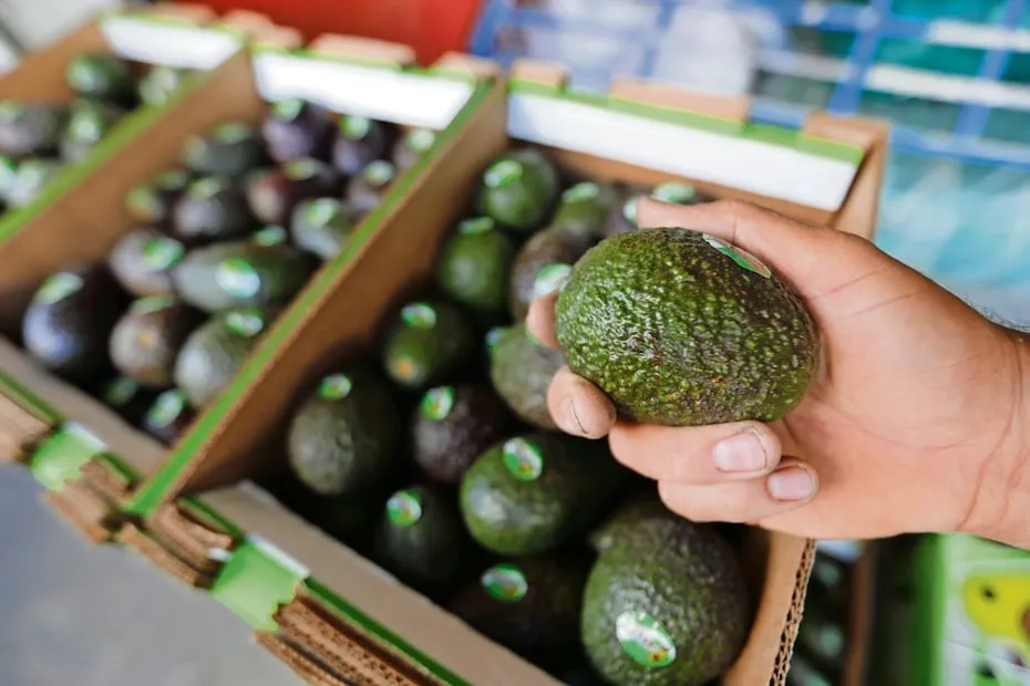 Caen exportaciones de productos agropecuarios mexicanos; jitomate, aguacate y azúcar, los más afectados