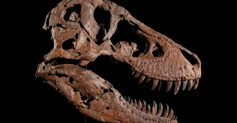 "Gus", uno de los esqueletos de tiranosaurio más grandes encontrados, podría subastarse por hasta 30 mdd