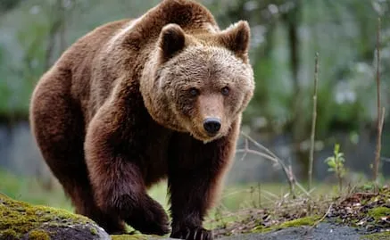Hombre fallece tras ataque de osa y su cría en Bulgaria; trató de defenderse con un palo