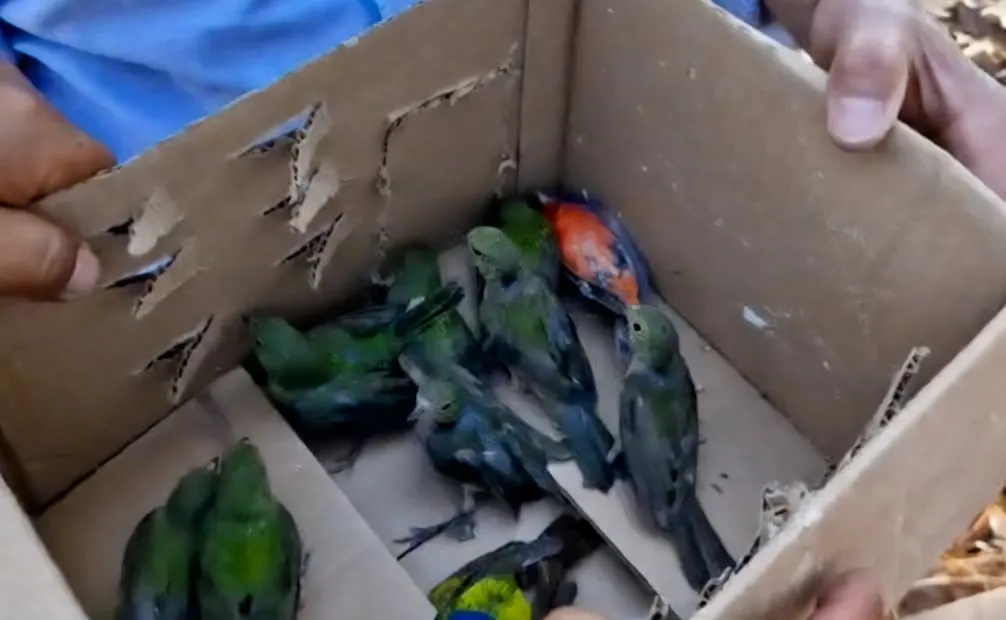 Profepa asegura 99 aves silvestres comercializadas ilegalmente en un mercado de Guadalajara; presenta denuncia ante la FGR