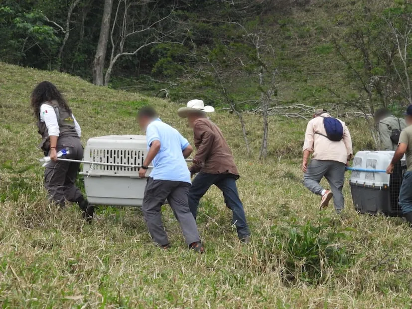 Reintroducen 30 monos aulladores en Reserva de Tuxtlas, Veracruz; buscan repoblar ante daños a ecosistema