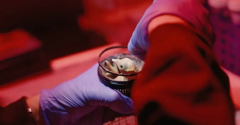 Revivir aves extintas: empresa crea huevos artificiales para recuperar especies, pero expertos piden más información