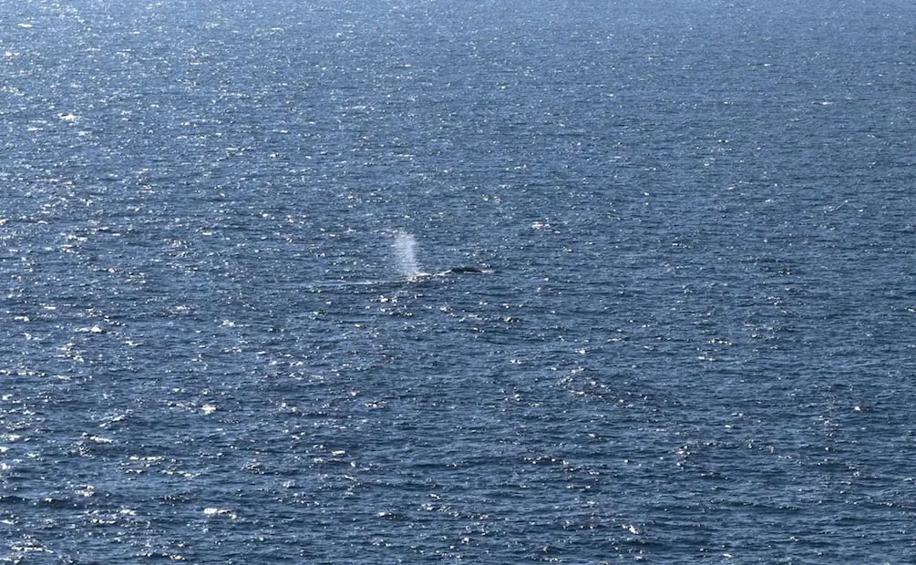 Imágenes tomadas con un dron mostraron a una ballena nadando y expulsando agua cerca de la barcaza. Foto: AFP