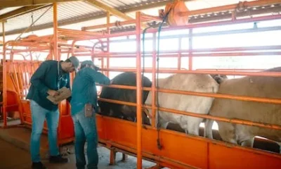 Brooke Rollins menciona buena relación en agricultura con gobierno de Sheinbaum; combaten gusano barrenador