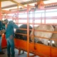 Brooke Rollins menciona buena relación en agricultura con gobierno de Sheinbaum; combaten gusano barrenador