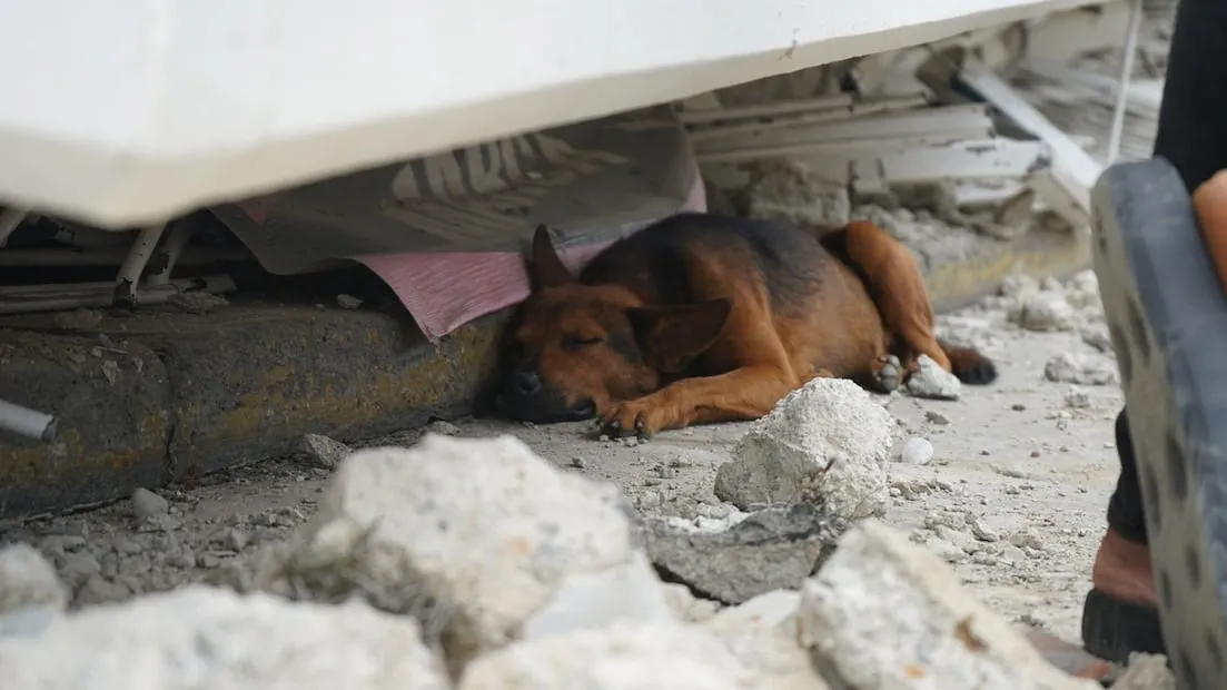 Un perro duerme en la parte inferior de una edificación a medio colapsar en Carayaca. FOTO: ABRAHAM TOVAR. EL NACIONAL. GDA