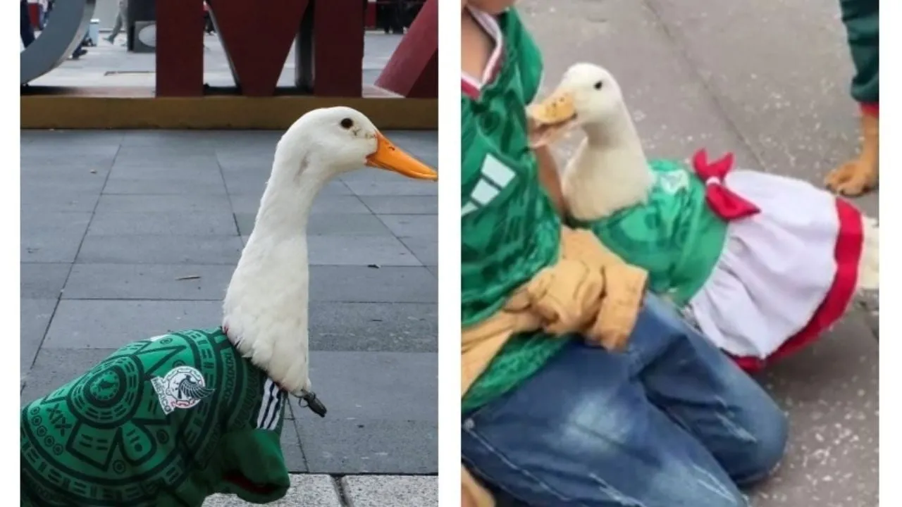 Merlín ya tiene ‘pretendienta’: aparece una pata con vestido, moño y playera de México en el Fan Fest del Zócalo