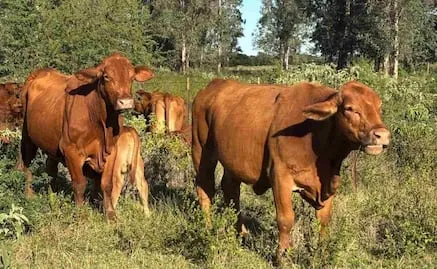 Olas gigantes azotan Nueva Zelanda; autoridades desalojan a cientos de habitantes