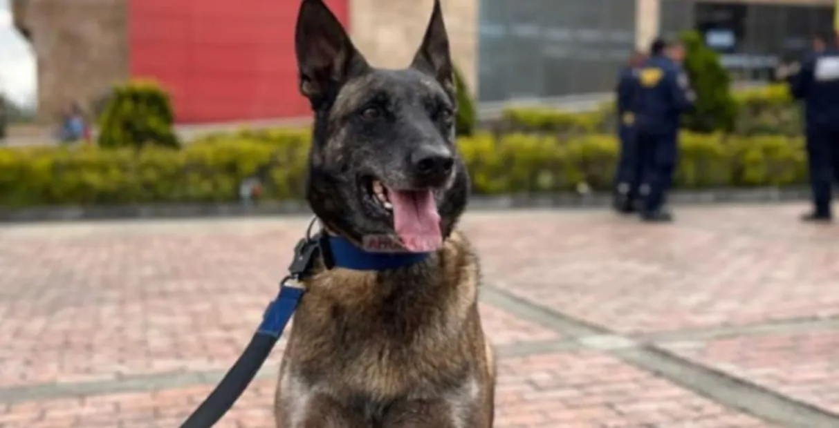 Perros rescatistas en Venezuela, los protagonistas tras el doble terremoto que sacudió al país; narices que salvan vidas