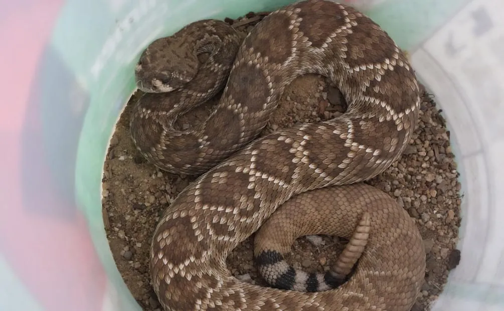 Profepa rescata a una serpiente de cascabel de diamante rojo Baja California Sur (06/06/2026). Foto: Especial