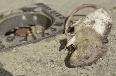 ¿Qué es la leptospirosis, la enfermedad que tiene a Quintana Roo en alerta y se da en temporada de lluvias?
