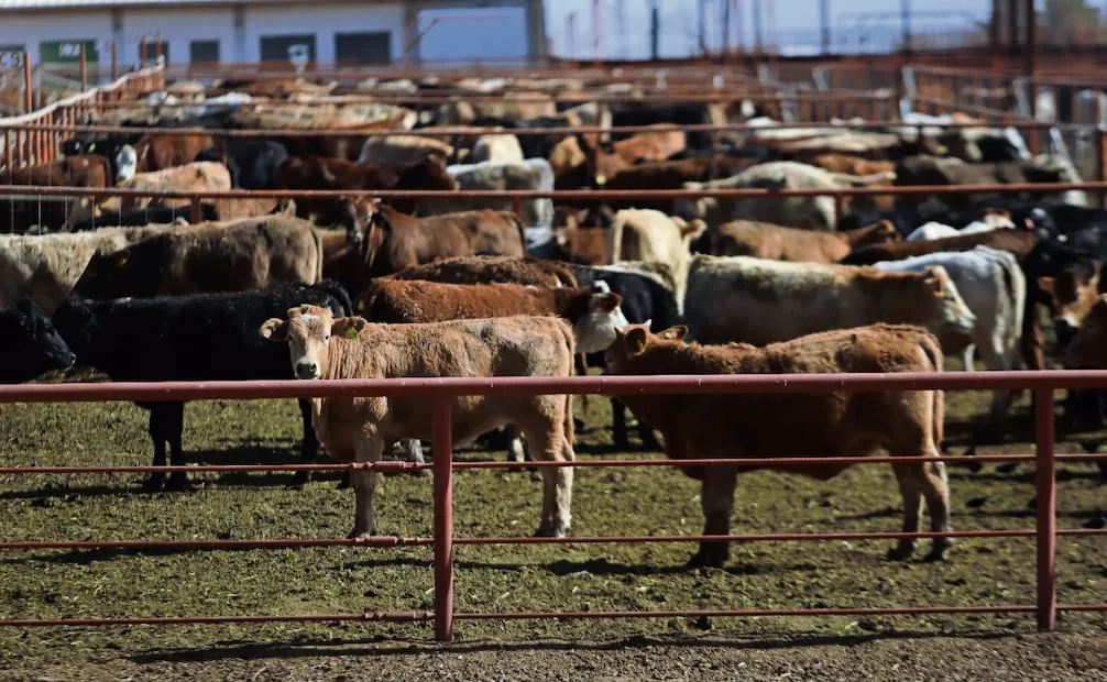 Texas alberga el mayor inventario de ganado vacuno de Estados Unidos, con más de 12 millones de cabezas. Foto: Archivo / EL UNIVERSAL