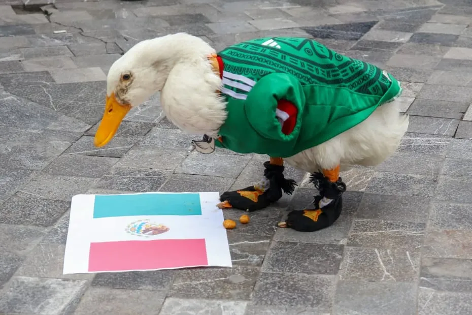 Merlín lanzó una predicción en torno al próximo enfrentamiento entre México y Corea del Sur. Foto: Karla Guerrero EL UNIVERSAL