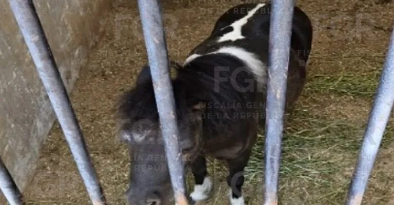 Aseguran un jaguar, un puma, un pony y otros animales exóticos tras un cateo en Jalisco