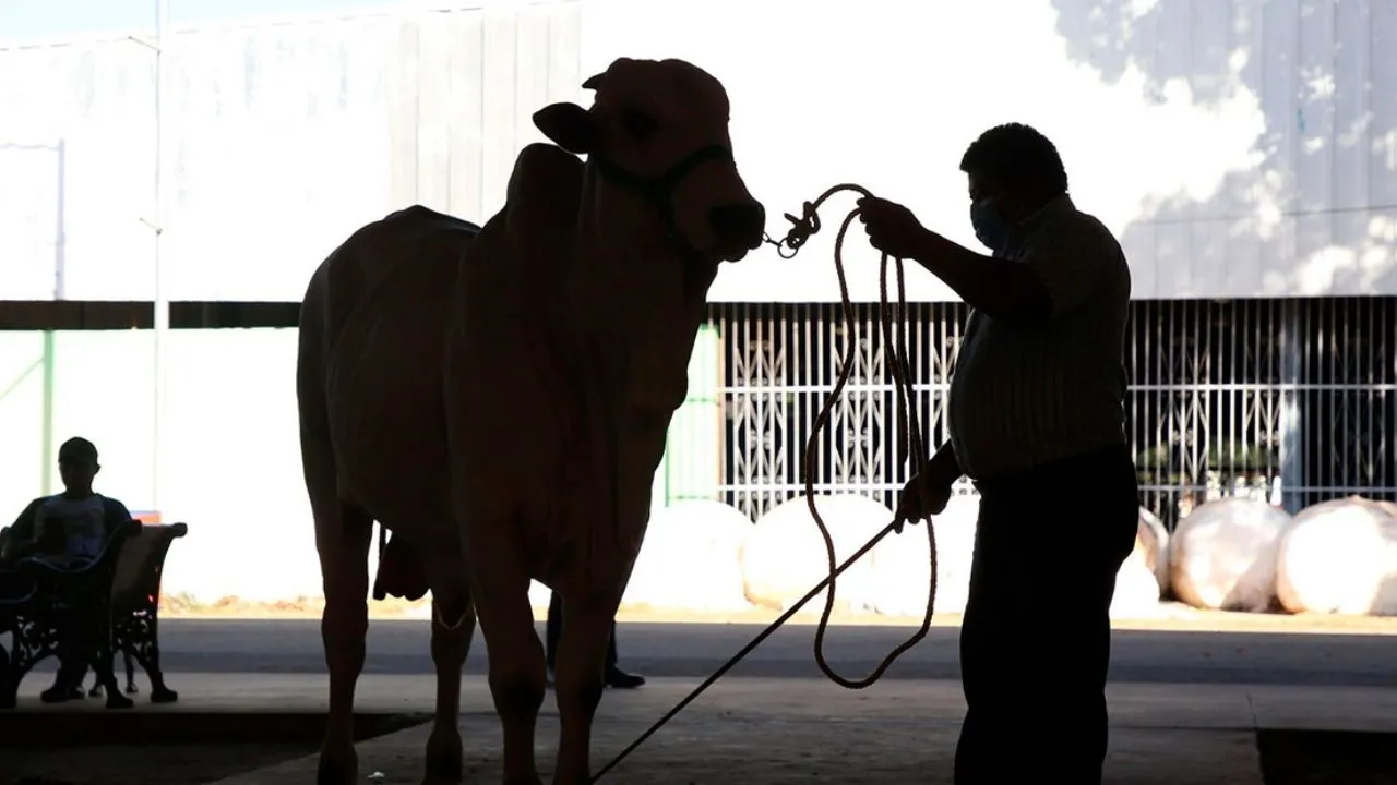 Cancelan Expo Ganadera en Veracruz, rechazan amenazas por cobro de piso