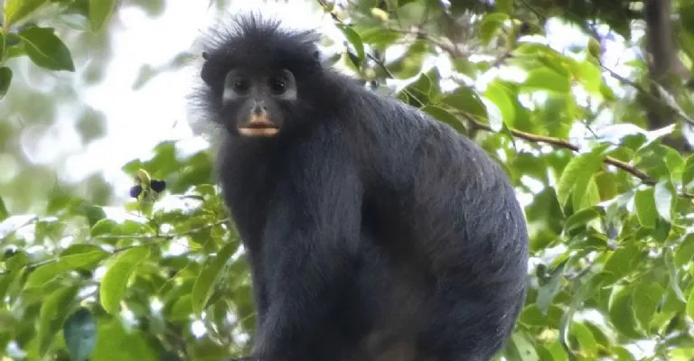 Identifican nueva especie de mono en el Congo; de inmediato sugieren que está en peligro de extinción