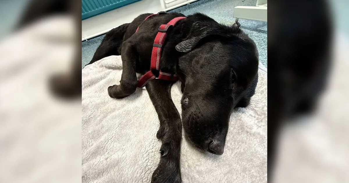 Le pegó ‘el manicomio’: Rescatan en alta montaña a perro que comió cannabis por accidente