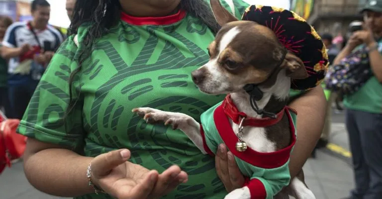 Llevar mascotas a las celebraciones del Mundial puede comprometer su bienestar: expertos