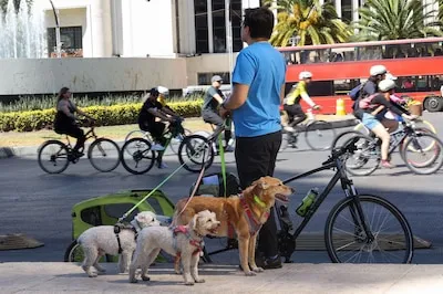 Los adoptaron en pandemia y los dejaron después: México encabeza la crisis del abandono de perros
