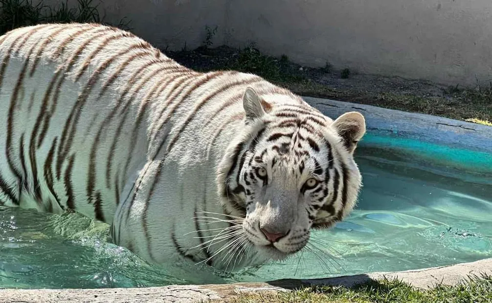 Kenzo, tigre de bengala que escapó que Animal Experience México, localizado en Tepetlaoxtoc, Estado de México, el pasado 27 de junio. Foto: Facebook Animal Experience México