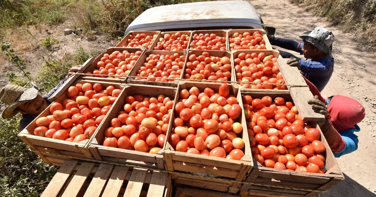EU rechaza eliminar arancel antidumping a tomate mexicano: ‘No hay cambios suficientes para revocarlo’