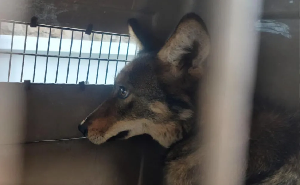 Profepa rescata a coyote juvenil en el Edomex que fue hallado encadenado en una casa (08/08/2026). Foto: Especial