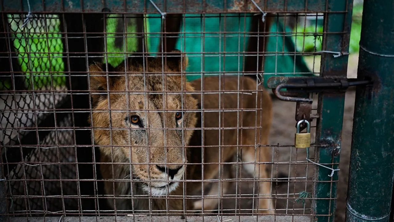 Reubican a más de 30 tigres y leones que permanecían en un zoológico cerrado desde 2020 en Argentina; los enviarán a EU y Sudáfrica