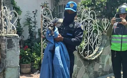 Trasladan a cachorra tigre de bengala a unidad autorizada de Semarnat; permanecerá en cuarentena