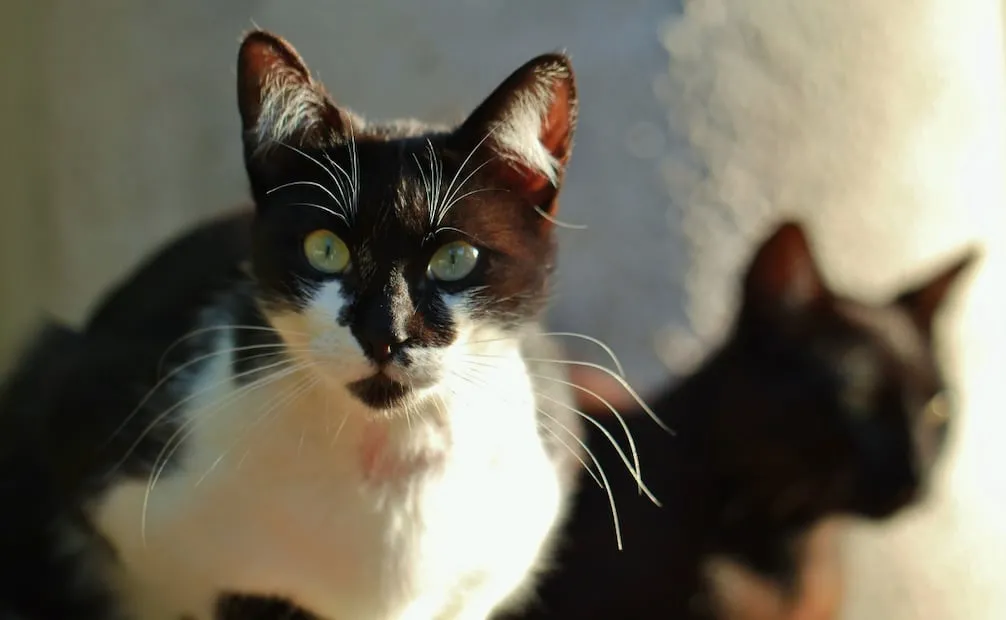 Día del Internacional Gato. Foto: Canva