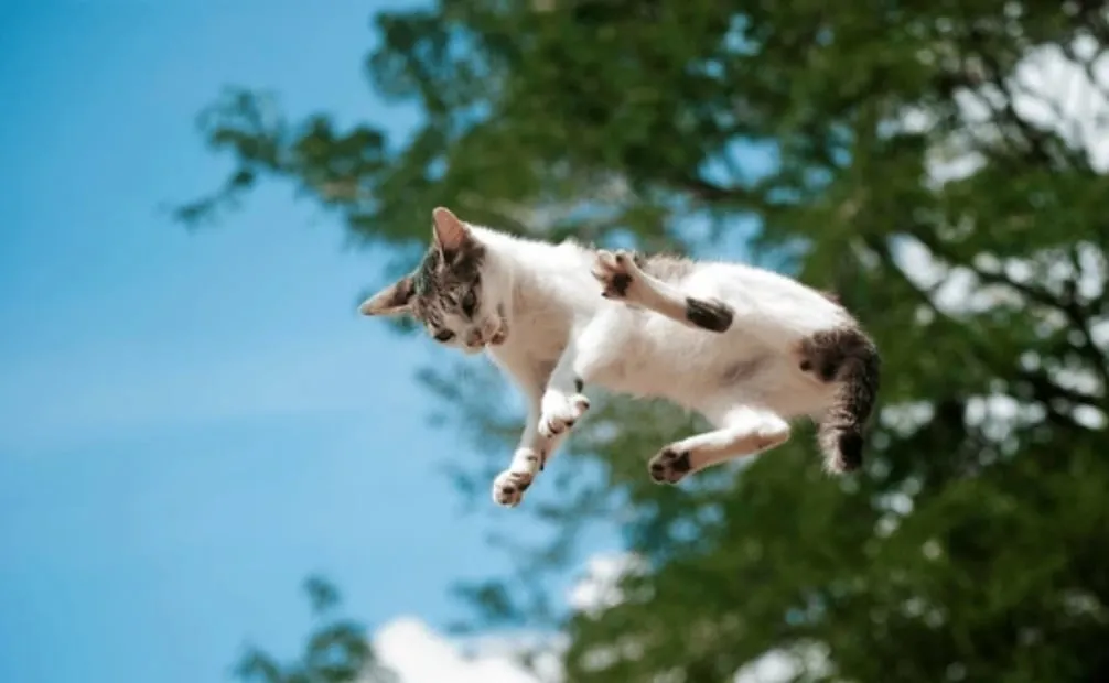 Día del Internacional Gato. Foto: Shutterstock