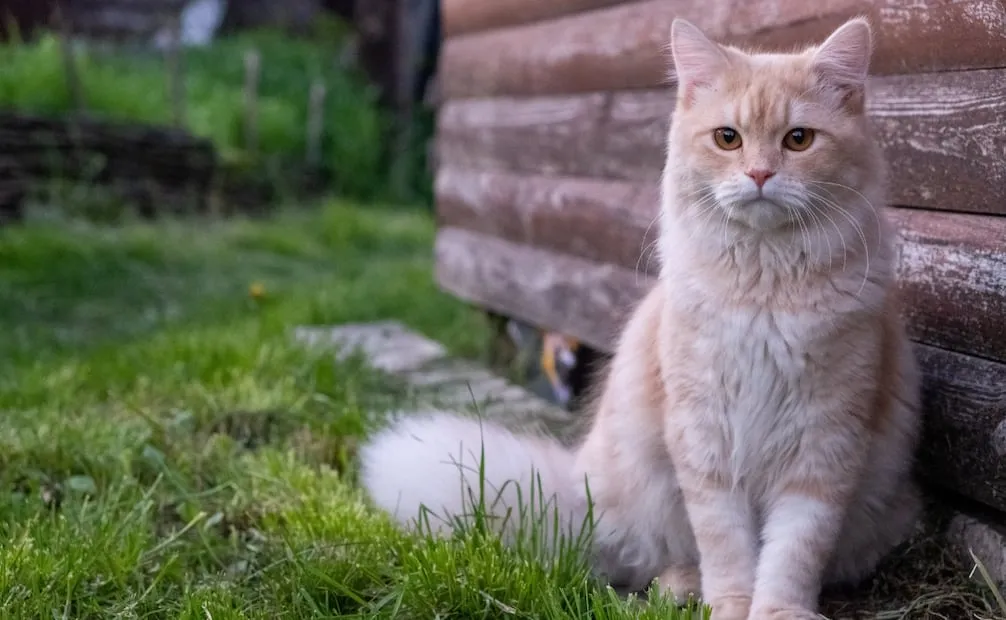 Una historia de michis: Llevan 5 gatos a isla remota por plaga de ratones y 77 años después hay riesgo de extinción de especies