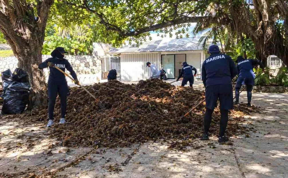 Semar alerta por sargazo en el Caribe mexicano (28/10/2026). Foto: Semar