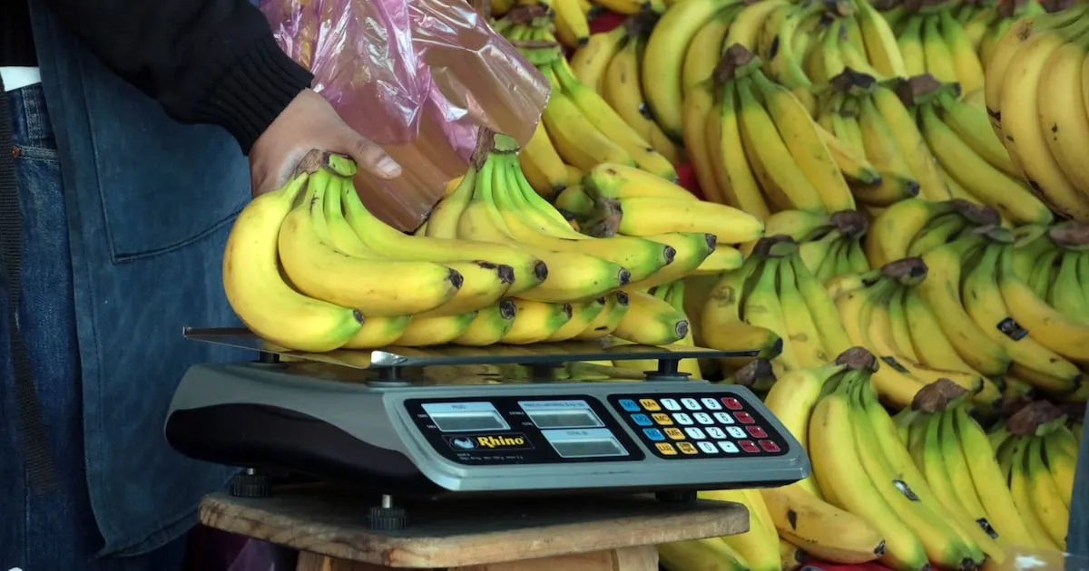 Calambre asegurado para tu pierna y cartera: ¿Por qué prevén aumento en el precio del plátano en 2027?