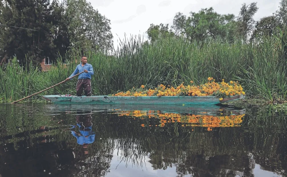 José de Jesús Castillo Torres, de 46 años, es de los pocos productores que siembra la flor nativa, una tradición que heredó de su padre en Xochimilco, para los días 1 y 2 de noviembre. Foto: Gabriel Pano/ EL UNIVERSAL
