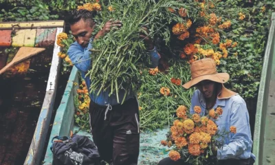 Cempasúchil, flor de muertos que nace en Xochimilco
