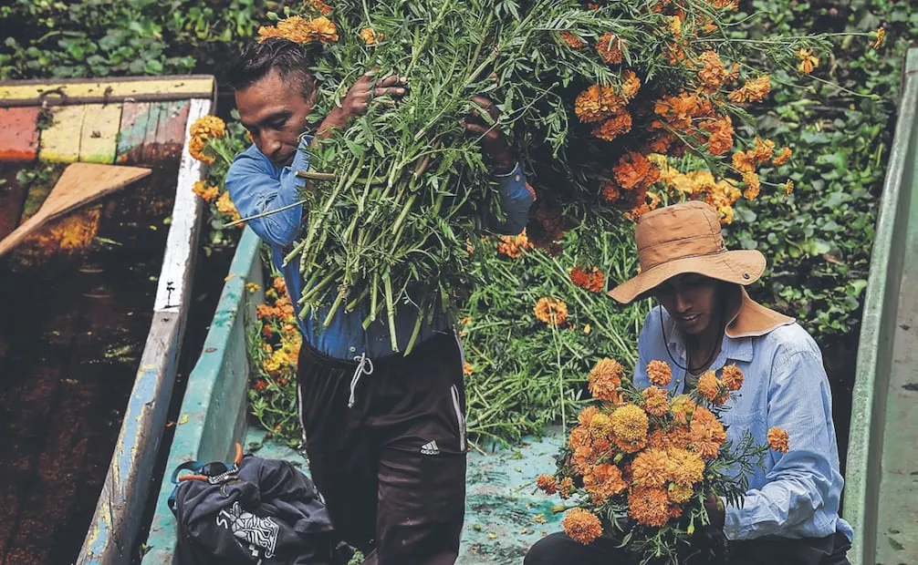 Ante la alta demanda de la flor en maceta, José considera dedicar una parte de su chinampa a este cultivo. Foto: Gabriel Pano/ EL UNIVERSAL