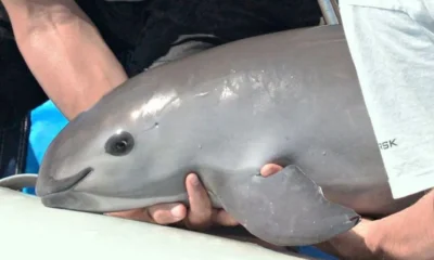 Convención sobre Comercio Internacional de Especies Amenazadas evaluará situación de la vaquita marina; destacan esfuerzos de México