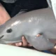 Convención sobre Comercio Internacional de Especies Amenazadas evaluará situación de la vaquita marina; destacan esfuerzos de México