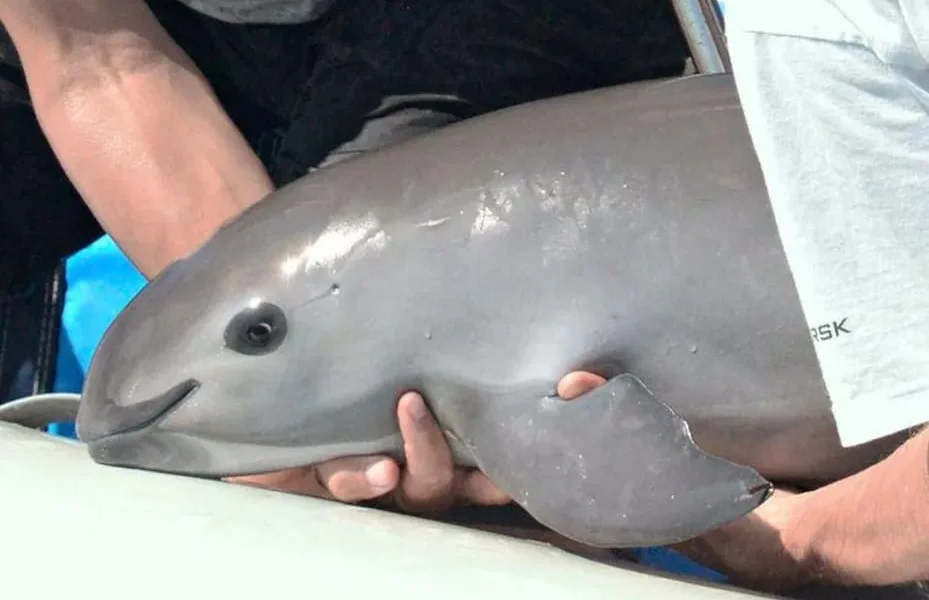 Convención sobre Comercio Internacional de Especies Amenazadas evaluará situación de la vaquita marina; destacan esfuerzos de México